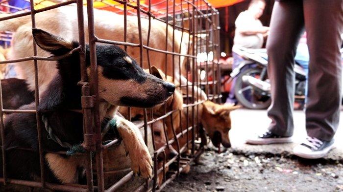 Potret Anjing-anjing yang dijual di Pasar Tomohon.1