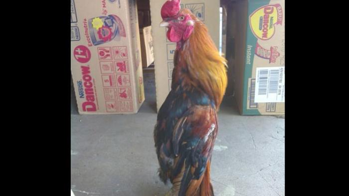 ilustras ayam