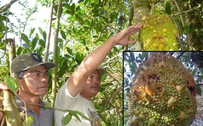 Pemilik pohon menunjukkan buah nangka yang mirip pisang. Insert diperbesar, foto kanan bawah.