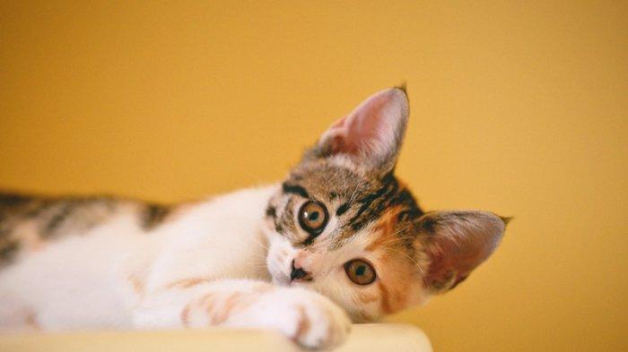 Ilustrasi kucing.