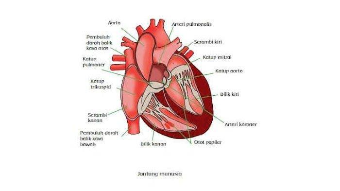 Gambar organ jantung.