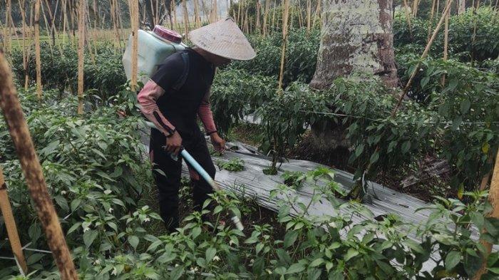 Petani cabai di Boltim, Sulawesi Utara.