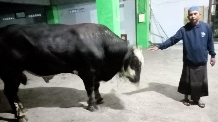Pihak Mesjid Al Muttaqien tunjukkan hewan kurban dari Presiden Joko Widodo untuk Mesjid Al Muttaqien Girian Bitung Sulut.
