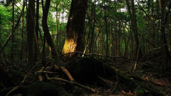 5 Tempat Wisata Paling Menyeramkan di Dunia, Ada Hutan Bunuh Diri di