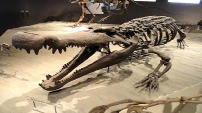 Ilustrasi. Fosil Buaya. Dinosaurus jadi Makanan Terakhir Buaya Purba