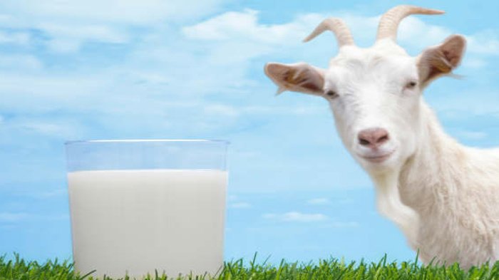 Ilustrasi susu kambing