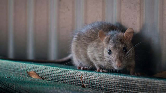 Ilustrasi tikus