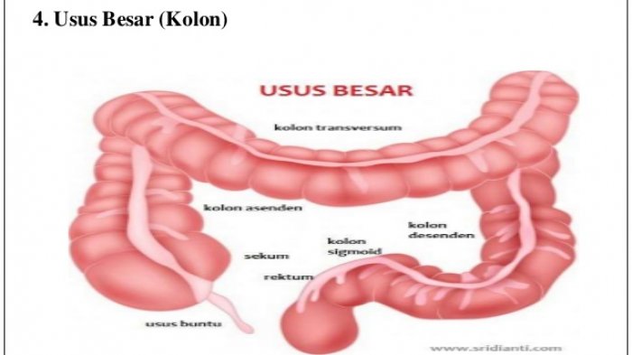 Usus Besar