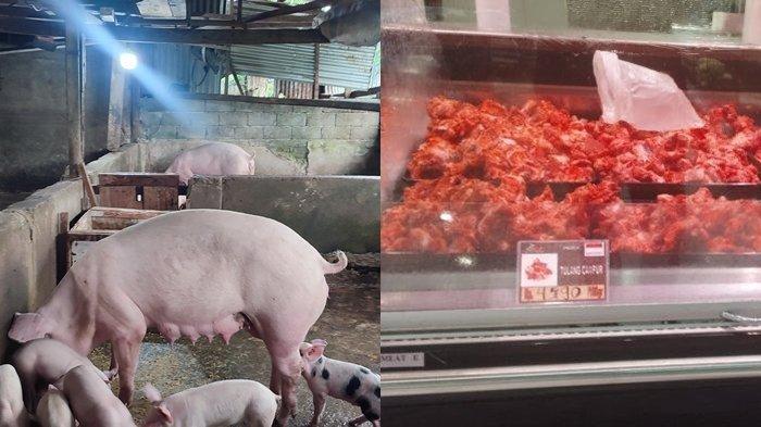 Kadistanak Sulawesi Utara dan Minahasa Utara mengatakan, masyarakat Sulut tidak perlu takut mengkonsumsi daging babi.