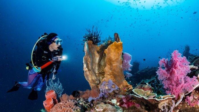 Keindahan bawah laut di Kabupaten Bolsel, yang disebut surga bagi penyelam.