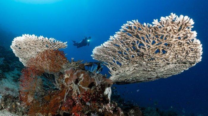 Keindahan bawah laut di Kabupaten Bolsel, yang disebut surga bagi penyelam.