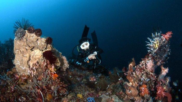 Keindahan bawah laut di Kabupaten Bolsel, yang disebut surga bagi penyelam.
