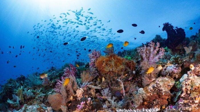 Keindahan bawah laut di Kabupaten Bolsel, yang disebut surga bagi penyelam.