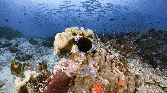 Keindahan bawah laut di Kabupaten Bolsel, yang disebut surga bagi penyelam.