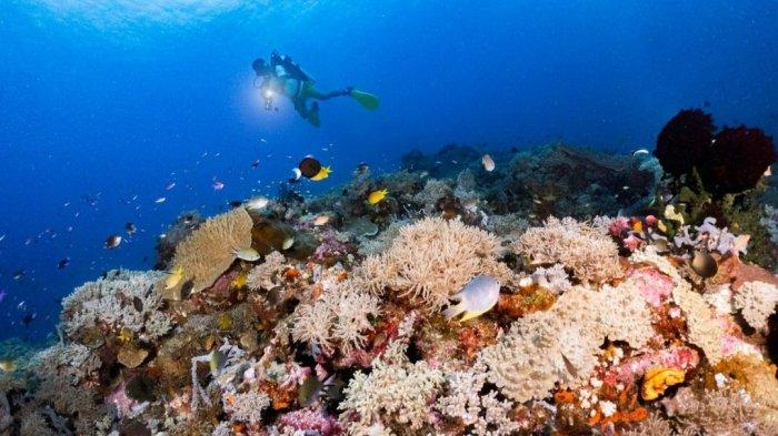 Keindahan bawah laut di Kabupaten Bolsel, yang disebut surga bagi penyelam.