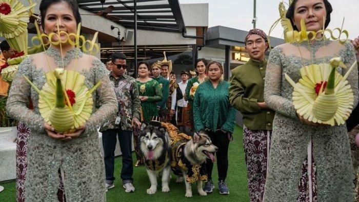 Pernikahan sepasang anjing di Central Market Mall, Jakarta Utara. Usung Konsep Adat Jawa dengan biaya Rp 200 juta.