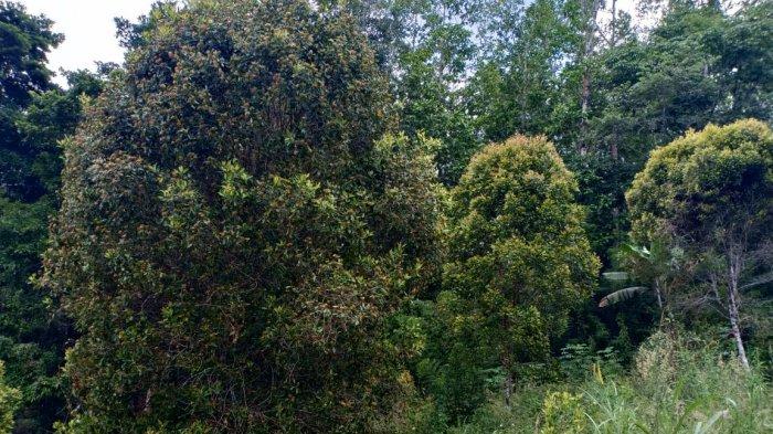 Petani Cengkih Inginkan Harga Stabil - Tribunmanado.co.id