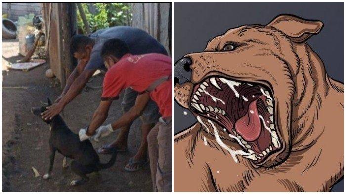 Seorang anak berusia 6 tahun di Flores Nusa Tenggara Timur digigit anjing diduga rabies, mengalami gejala takut air dan udara.