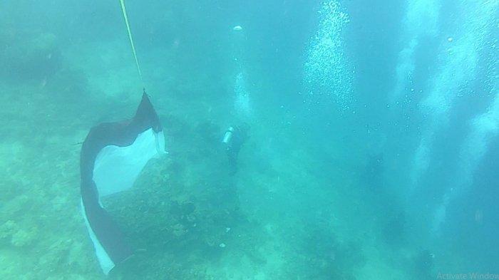 Peringati HUT RI Ke-78, TNI AL dan PLN Laksanakan Pengibaran Bendera di Bawah Laut