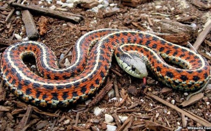 Penjelasan Dokter Spesialis Gizi tentang Sate Ular Kobra