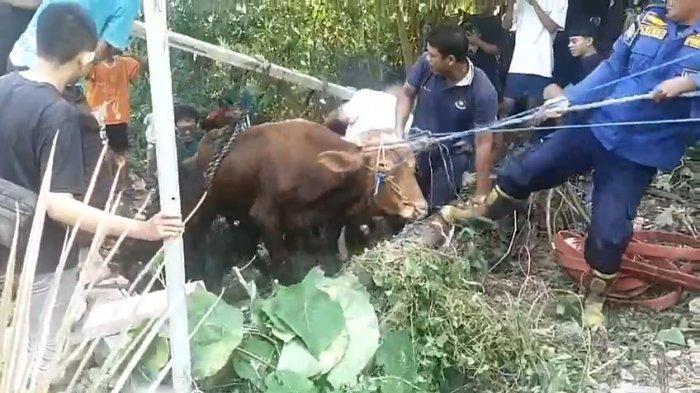 Viral Seekor sapi untuk kurban tiba-tiba melompat dan masuk ke dalam parit di Kecamatan Kebomas, Kabupaten Gresik, Jawa Timur.