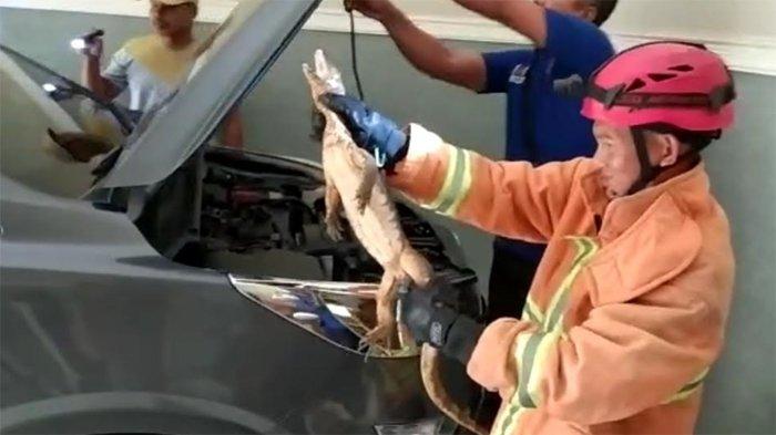 Viral! Biawak Masuk ke Mesin Motor, Warga Coba Tangkap