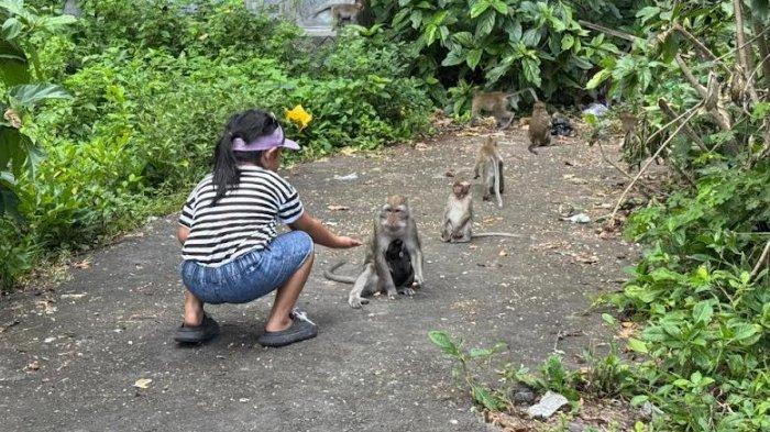 
Seorang bocah memberi makan kera ekor panjang di kawasan Cagar Alam Manggis Kediri.  

