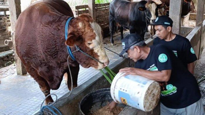 Glewo, Sapi Milik Pak Bowo Peternak Dari Blitar Dipilih Jadi Hewan ...