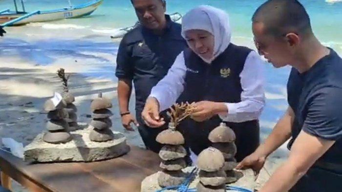 Gubernur Jatim Lakukan Transplantasi Terumbu Karang Metode Bioreeftek ...