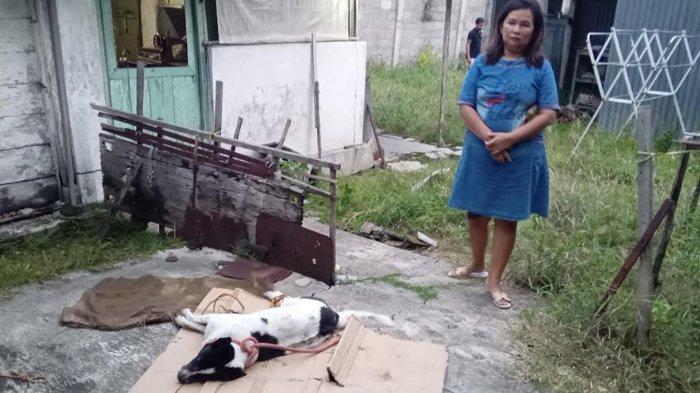 Anjing peliharaan mendiang Djuwita yang tergeletak mati. Akan dikubur di pekarangan rumah tuannya, Rabu (24/4/2024) petang.