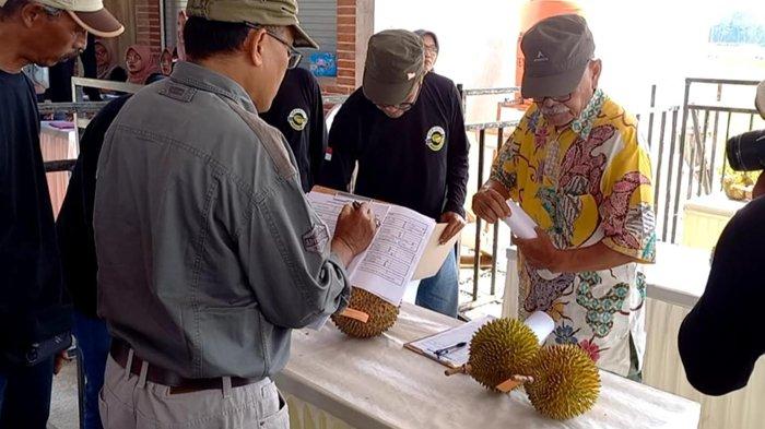 Kabupaten Trenggalek Gelar Kontes Durian Lokal Cari Yang Terbaik Dari 34 Jenis Durian Kabupaten Trenggalek Gelar Kontes Durian Lokal Cari Yang Terbaik Dari 34 Jenis Durian