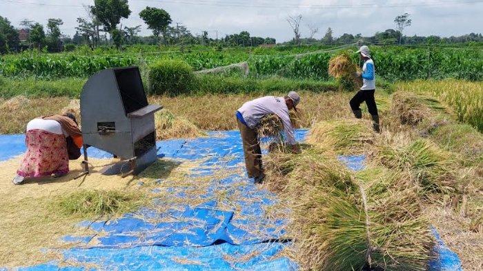 Muawin Petani Kediri Sukses Bangun Pertanian Organik untuk Ekosistem Sehat dan Berkelanjutan 