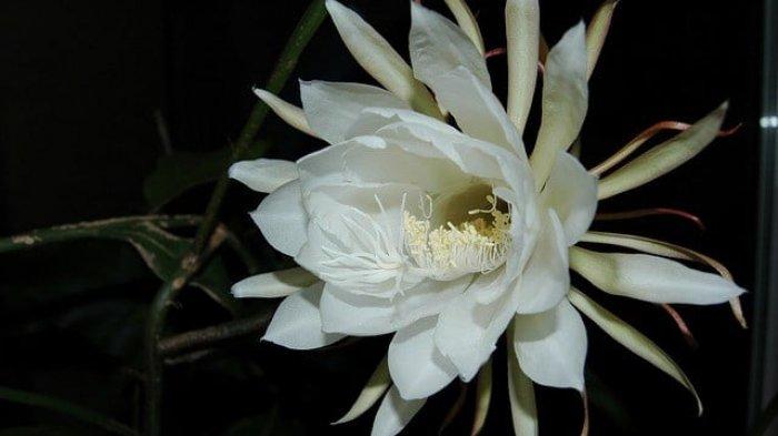 Cara Penyerbukan Bunga dan Apa itu Penyerbukan Sendiri & Penyerbukan ...