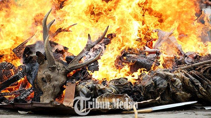 Sejumlah barang bukti satwa dilindungi dimusnahkan dengan cara dibakar di Dinas Lingkungan Hidup dan Kehutanan Provinsi Sumatera Utara Jalan Sisingamangaraja Nomor 14, Kota Medan, Kamis (10/8). Balai Konservasi Sumber Daya Alam (BKSDA) Provinsi Sumut beserta Balai Gakkum LHK Wilayah I Sumatera menyita barang bukti dari hasil operasi penegakan hukum berupa 46 buah kulit Harimau Sumatera, 317 kulit Ular Gendeng, 38 kulit Ular Sanca Batik, satu offset Harimau Sumatera, satu offset Rangkong, lima offset Tanduk Rusa, lima offset Penyu sisik, 15,5 kg sisik Tringgiling sejak tahun 2015-2022.