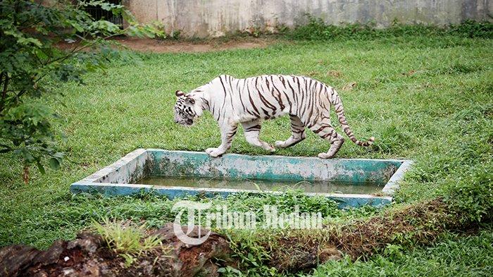 Harimau Benggala berada di kandang Medan Zoo Jalan Bunga Rampai IV, Kelurahan Simalingkar B, Ujung Labuhen, Kabupaten Deliserdang, Minggu (11/2) 