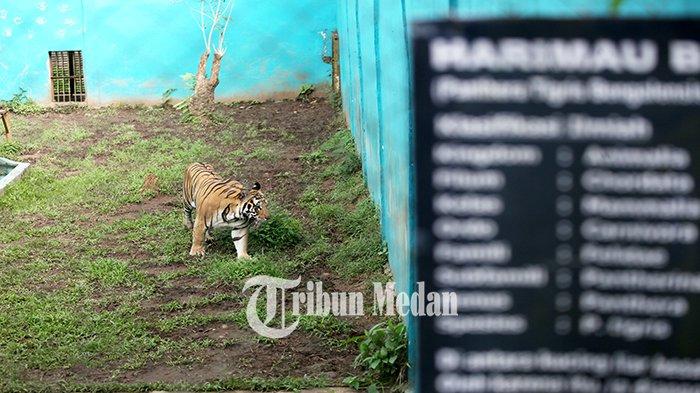 Harimau Sumatera berada di kandang Medan Zoo Jalan Bunga Rampai IV, Kelurahan Simalingkar B, Ujung Labuhen, Kota Medan, Senin (15/1). Kebun binatang yang dibangun pada tahun 1952 dan memiliki luas 30 hektare tersebut kini kondisinya terbengkalai dengan koleksi hewan yang semakin berkurang.