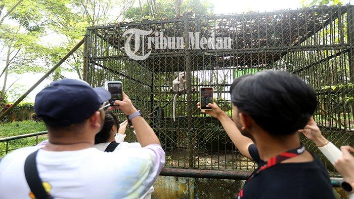 Warga memotret seekor satwa yang berada di dalam kandang Medan Zoo Jalan Bunga Rampai IV, Kelurahan Simalingkar B, Ujung Labuhen, Kota Medan, Senin (15/1). Kebun binatang yang dibangun pada tahun 1952 dan memiliki luas 30 hektare tersebut kini kondisinya terbengkalai dengan koleksi hewan yang semakin berkurang.