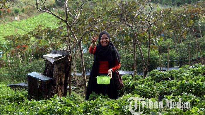 Wisatawan memetik buah stroberi di kawasan agrowisata buah di Berastagi, Karo, Minggu (29/1/2020). Buah stroberi tersebut menjadi salah satu komoditi wisata agro di Berastagi, pengunjung dapat memilih sendiri buah yang diinginkan.