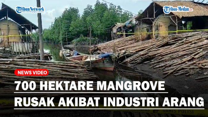 700 Hektare Mangrove Rusak Akibat Industri Arang, Polda Sumut Segel Pabrik dan Tangkap Penebang
