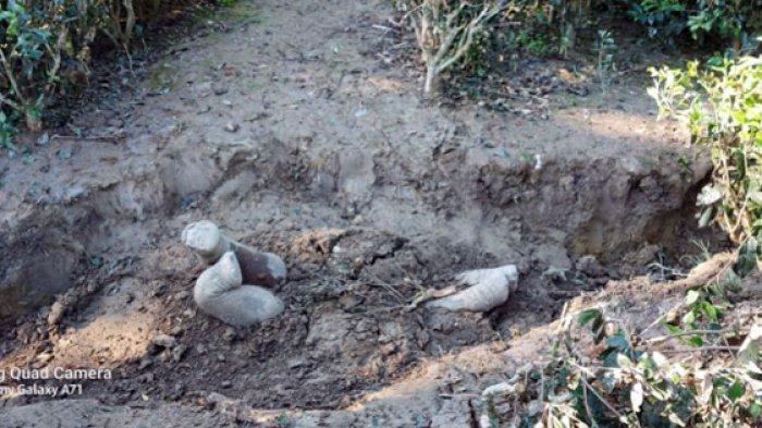 Gajah memanfaatkan saluran drainase yang dibuat petani untuk menguburkan anaknya yang mati (DEPARTEMEN KEHUTANAN BENGGALA BARAT)