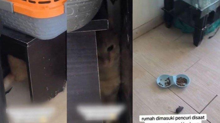 APES Pria Ini, Baru Pulang Kerja Kaget Rumahnya Kosong Dimaling Orang, Cuma Kucing yang tak Dicuri
