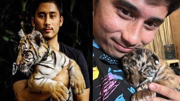 Akui Sudah 7 Anak Harimau Miliknya Mati, Izin Alshad Ahmad Pelihara Satwa Kembali Dipertanyakan