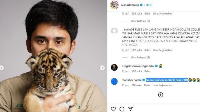 Anak harimau yang dipelihara Alshad Ahmad dikabarkan mati. YouTuber Alshad Ahmad membagikan kabar kematian anak harimau tersebut pada Senin (24/7/2023)