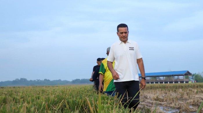 Caleg DPR RI dari Partai Golkar, Musa Rajekshah saat menyusuri area sawah
