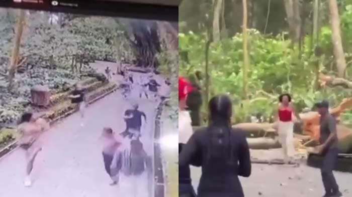 Dua orang wisatawan asal Prancis dan Korea Selatan tewas tertimpa pohon tumbang di Monkey Forest Ubud, Kabupaten Gianyar, Bali, Selasa (10/12/2024).