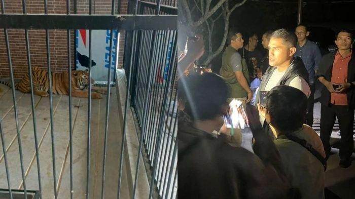 Harimau milik pengusaha kaya raya di Samarinda menerkam ART hingga tewas. Polisi telah melakukan penyelidikan