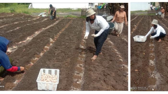 Ibu PKK Desa Boangmanlu tanam kentang