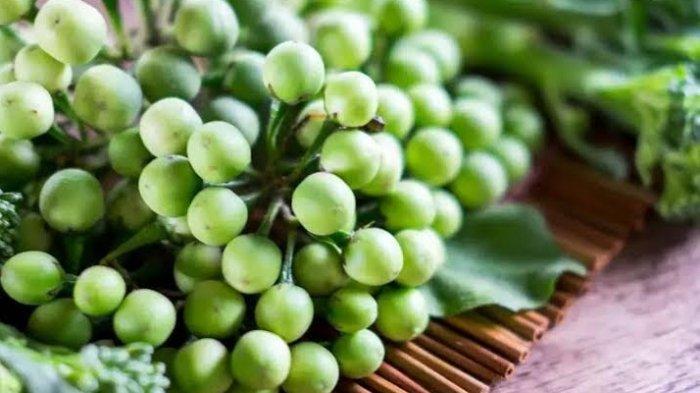 11 Manfaat Rimbang untuk Kesehatan, Dapat Meningkatkan Sirkulasi Darah ...