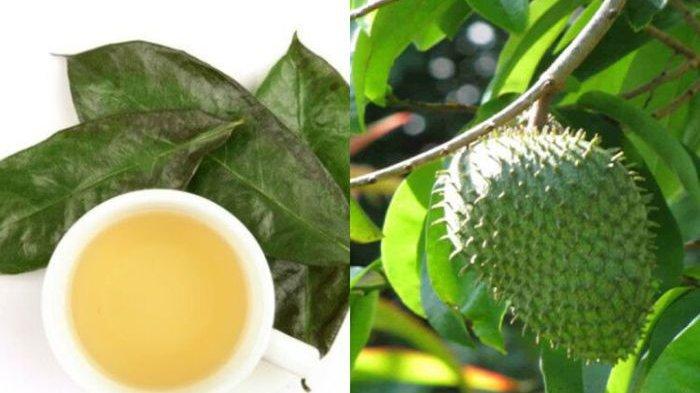 Manfaat daun sirsak untuk kesehatan dan cara meramunya