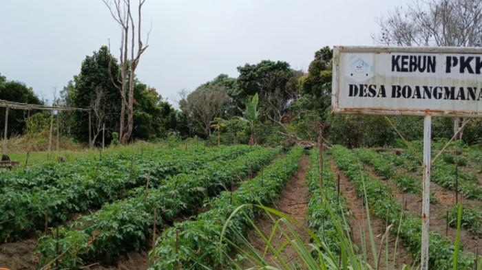 KEBUN PKK Pakpak Bharat Desa Boangmanlu